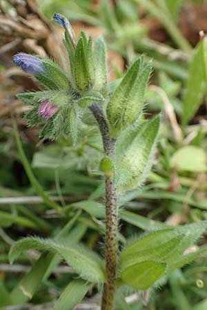 Echium parviflorum \ Kleinbl&uuml;tiger Natternkopf / Small Flowered Bugloss, Rhodos/Rhodes Tsambika 30.3.2019