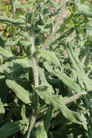Echium angustifolium \ Schmalbl&auml;ttiger Natternkopf / Hispid Viper's Bugloss, Rhodos/Rhodes Apolakkia 3.4.2019