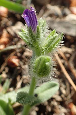 Echium arenarium \ Sand-Natternkopf / Coastal Viper's Bugloss, Rhodos/Rhodes Fourni Beach 31.3.2019