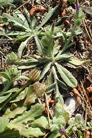Echium arenarium \ Sand-Natternkopf / Coastal Viper's Bugloss, Rhodos/Rhodes Fourni Beach 31.3.2019