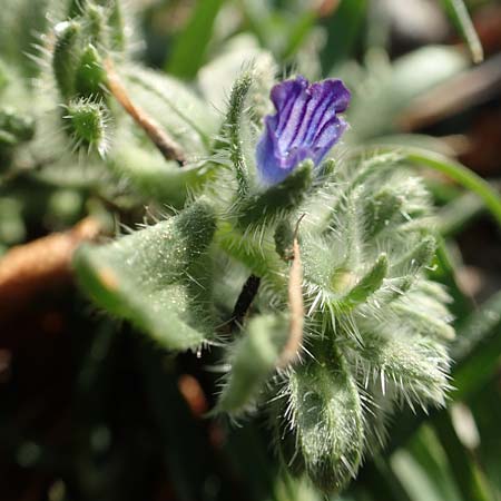 Echium arenarium \ Sand-Natternkopf / Coastal Viper's Bugloss, Rhodos/Rhodes Fourni Beach 31.3.2019