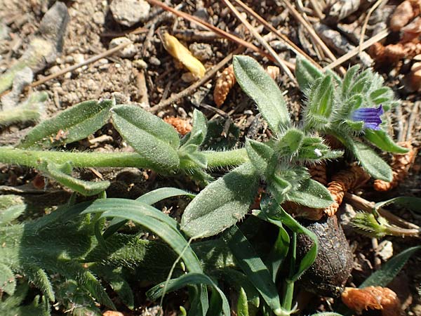 Echium arenarium \ Sand-Natternkopf / Coastal Viper's Bugloss, Rhodos/Rhodes Fourni Beach 31.3.2019