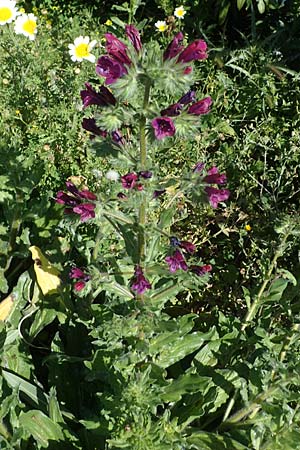 Echium plantagineum \ Wegerich-Natternkopf / Purple Viper's Bugloss, Rhodos Lindos 20.3.2023