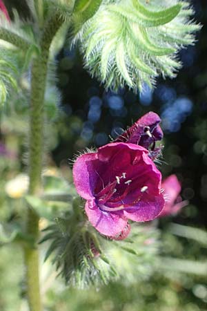 Echium plantagineum \ Wegerich-Natternkopf / Purple Viper's Bugloss, Rhodos Lindos 20.3.2023