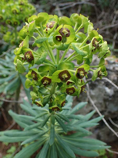 Euphorbia characias \ Palisaden-Wolfsmilch / Large Mediterranean Spurge, Rhodos Akramitis 21.3.2023
