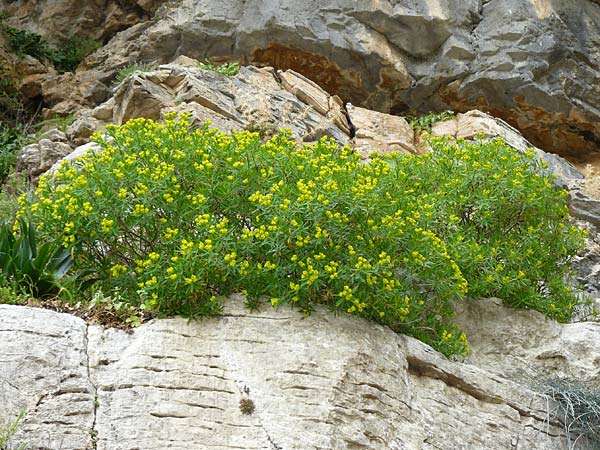 Euphorbia dendroides \ Baumartige Wolfsmilch / Tree Spurge, Rhodos/Rhodes Attaviros 24.3.2023