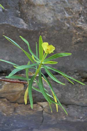 Euphorbia dendroides \ Baumartige Wolfsmilch / Tree Spurge, Rhodos/Rhodes Attaviros 24.3.2023