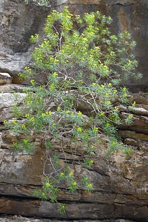 Euphorbia dendroides \ Baumartige Wolfsmilch / Tree Spurge, Rhodos/Rhodes Attaviros 24.3.2023