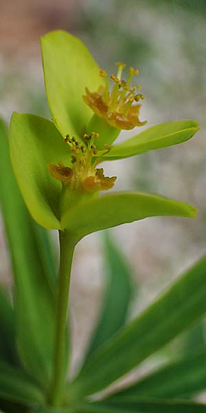 Euphorbia dendroides \ Baumartige Wolfsmilch / Tree Spurge, Rhodos/Rhodes Attaviros 24.3.2023