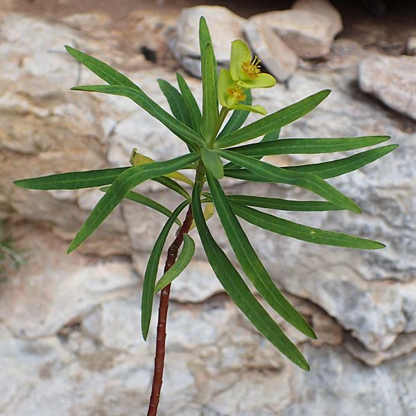 Euphorbia dendroides \ Baumartige Wolfsmilch / Tree Spurge, Rhodos/Rhodes Attaviros 24.3.2023