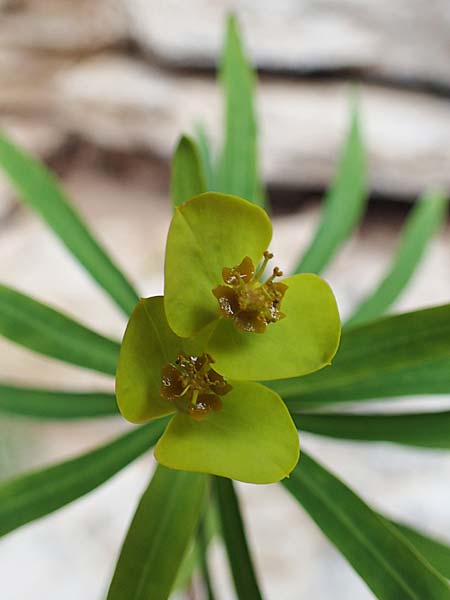 Euphorbia dendroides \ Baumartige Wolfsmilch / Tree Spurge, Rhodos/Rhodes Attaviros 24.3.2023