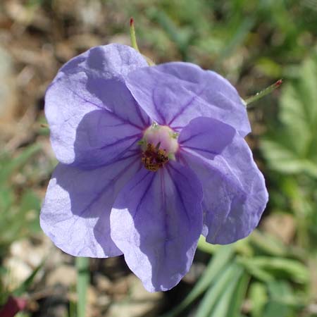 Erodium gruinum \ Reiherschnabel / Iranian Crane's-Bill, Rhodos/Rhodes Embona 31.3.2019