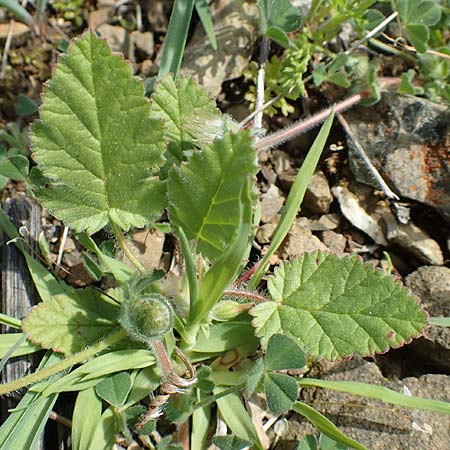 Erodium gruinum \ Reiherschnabel / Iranian Crane's-Bill, Rhodos/Rhodes Embona 31.3.2019