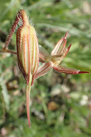 Erodium gruinum \ Reiherschnabel / Iranian Crane's-Bill, Rhodos/Rhodes Kattavia 1.4.2019
