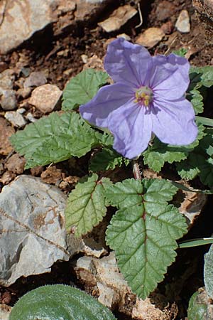 Erodium gruinum \ Reiherschnabel / Iranian Crane's-Bill, Rhodos/Rhodes Moni Artamiti 16.3.2023