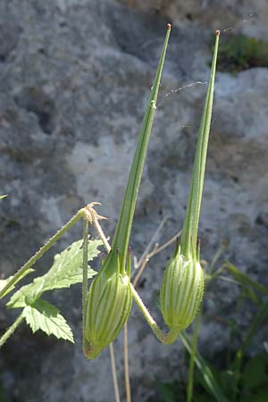 Erodium gruinum \ Reiherschnabel / Iranian Crane's-Bill, Rhodos/Rhodes Lindos 25.3.2023