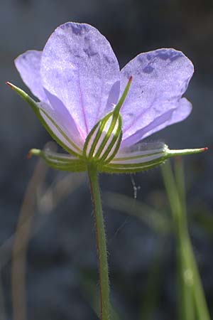 Erodium gruinum \ Reiherschnabel / Iranian Crane's-Bill, Rhodos/Rhodes Lindos 25.3.2023