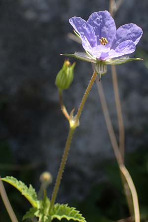 Erodium gruinum \ Reiherschnabel / Iranian Crane's-Bill, Rhodos/Rhodes Lindos 25.3.2023
