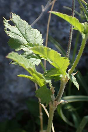Erodium gruinum \ Reiherschnabel / Iranian Crane's-Bill, Rhodos/Rhodes Lindos 25.3.2023