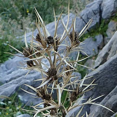 Eryngium glomeratum \ Kugelige Mannstreu / Ball Eryngo, Rhodos/Rhodes Lindos 25.3.2023