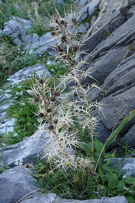 Eryngium glomeratum \ Kugelige Mannstreu / Ball Eryngo, Rhodos/Rhodes Lindos 25.3.2023