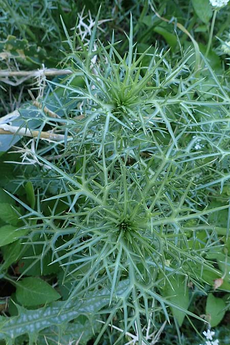 Eryngium glomeratum \ Kugelige Mannstreu / Ball Eryngo, Rhodos/Rhodes Lindos 25.3.2023