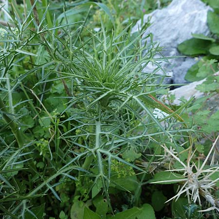 Eryngium glomeratum \ Kugelige Mannstreu / Ball Eryngo, Rhodos/Rhodes Lindos 25.3.2023