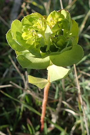 Euphorbia helioscopia subsp. helioscopioides \ Kleine Sonnwend-Wolfsmilch / Small Sun Spurge, Rhodos/Rhodes Kattavia 25.3.2023