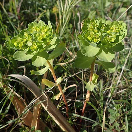 Euphorbia helioscopia subsp. helioscopioides \ Kleine Sonnwend-Wolfsmilch / Small Sun Spurge, Rhodos/Rhodes Kattavia 25.3.2023