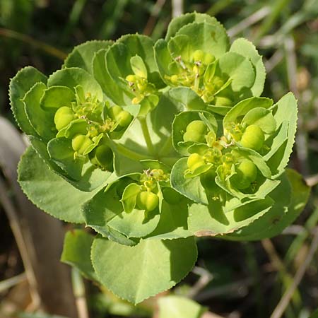 Euphorbia helioscopia subsp. helioscopioides \ Kleine Sonnwend-Wolfsmilch / Small Sun Spurge, Rhodos/Rhodes Kattavia 25.3.2023