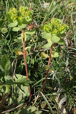 Euphorbia helioscopia subsp. helioscopioides \ Kleine Sonnwend-Wolfsmilch / Small Sun Spurge, Rhodos/Rhodes Kattavia 25.3.2023
