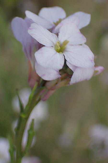 Erucaria hispanica \ Spanischer Senf / Spanish Pink Mustard, Rhodos Kattavia 25.3.2023