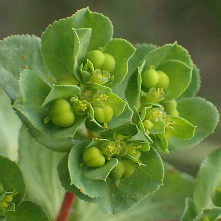 Euphorbia helioscopia subsp. helioscopioides \ Kleine Sonnwend-Wolfsmilch / Small Sun Spurge, Rhodos/Rhodes Kattavia 25.3.2023