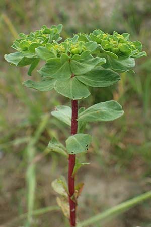 Euphorbia helioscopia subsp. helioscopioides \ Kleine Sonnwend-Wolfsmilch / Small Sun Spurge, Rhodos/Rhodes Kattavia 25.3.2023