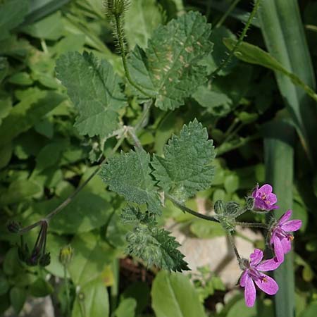 Erodium malacoides \ Malvenbl&auml;ttriger Reiherschnabel / Soft Stork's-Bill, Rhodos/Rhodes Tsambika 30.3.2019