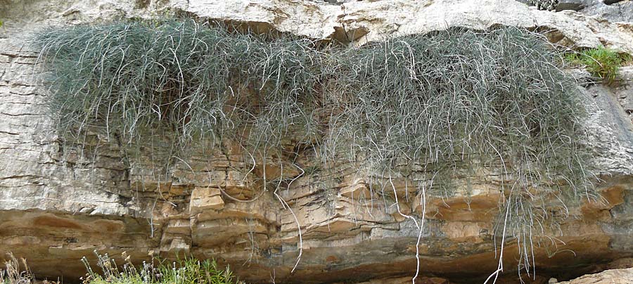 Ephedra foeminea \ Stinkendes Meertrubel, Krummstiel-Meertrubel / Leafless Joint Pine, Rhodos Attaviros 24.3.2023