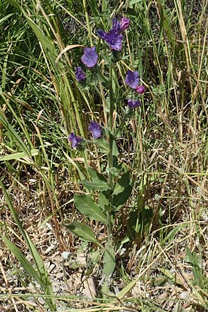 Echium plantagineum \ Wegerich-Natternkopf / Purple Viper's Bugloss, Rhodos Afandou 24.3.2019