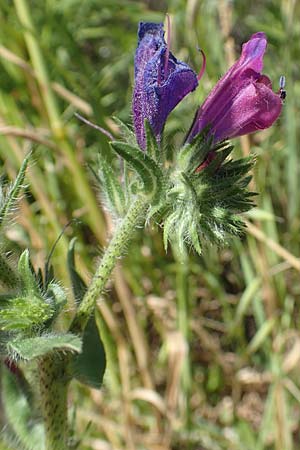 Echium plantagineum \ Wegerich-Natternkopf / Purple Viper's Bugloss, Rhodos Afandou 24.3.2019