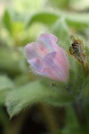Echium parviflorum \ Kleinbl&uuml;tiger Natternkopf / Small Flowered Bugloss, Rhodos/Rhodes Kallithea Terme 4.4.2019
