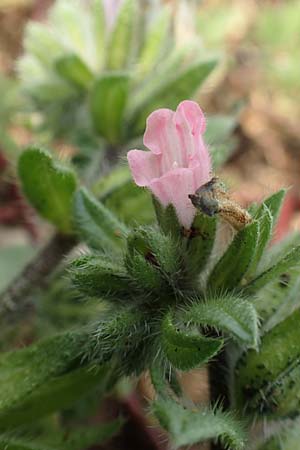 Echium parviflorum \ Kleinbl&uuml;tiger Natternkopf / Small Flowered Bugloss, Rhodos/Rhodes Kallithea Terme 4.4.2019
