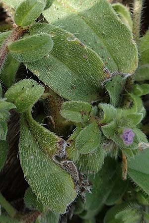 Echium parviflorum \ Kleinbl&uuml;tiger Natternkopf / Small Flowered Bugloss, Rhodos/Rhodes Kallithea Terme 4.4.2019