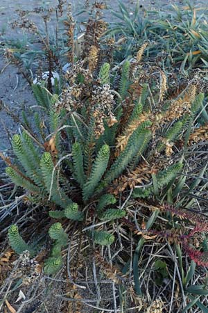 Euphorbia paralias \ K&uuml;sten-Wolfsmilch / Sea Spurge, Rhodos/Rhodes Haraki 15.3.2023
