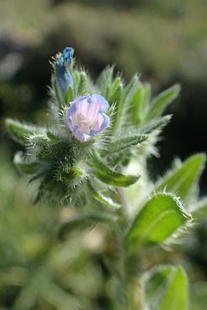 Echium parviflorum \ Kleinbl&uuml;tiger Natternkopf / Small Flowered Bugloss, Rhodos/Rhodes Lindos 20.3.2023