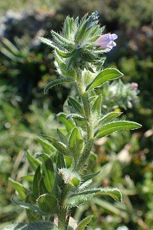 Echium parviflorum \ Kleinbl&uuml;tiger Natternkopf / Small Flowered Bugloss, Rhodos/Rhodes Lindos 20.3.2023