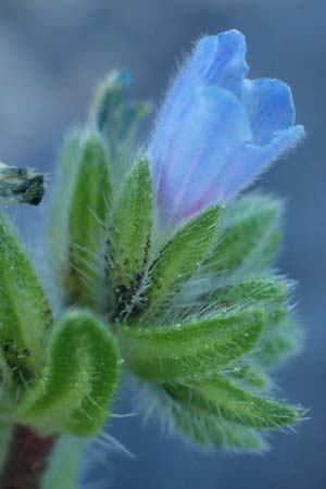Echium parviflorum \ Kleinbl&uuml;tiger Natternkopf / Small Flowered Bugloss, Rhodos/Rhodes Lindos 20.3.2023