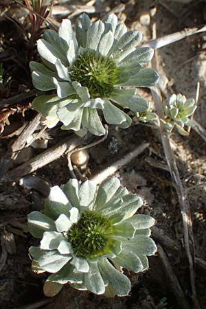 Filago pygmaea \ Zwerg-Edelwei / Pygmy Cudweed, Rhodos Apolakkia 25.3.2023