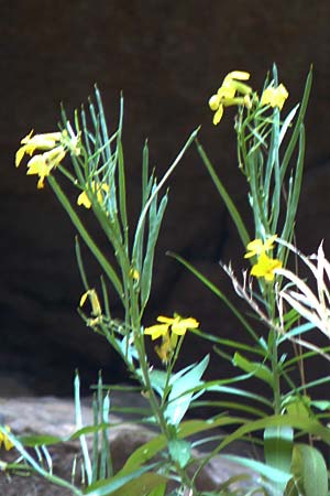 Erysimum rhodium \ Rhodischer Sch�terich / Rhodian Treacle Mustard, Rhodos/Rhodes Attaviros 24.3.2023