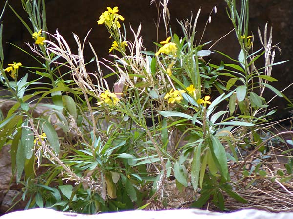 Erysimum rhodium \ Rhodischer Sch�terich / Rhodian Treacle Mustard, Rhodos/Rhodes Attaviros 24.3.2023