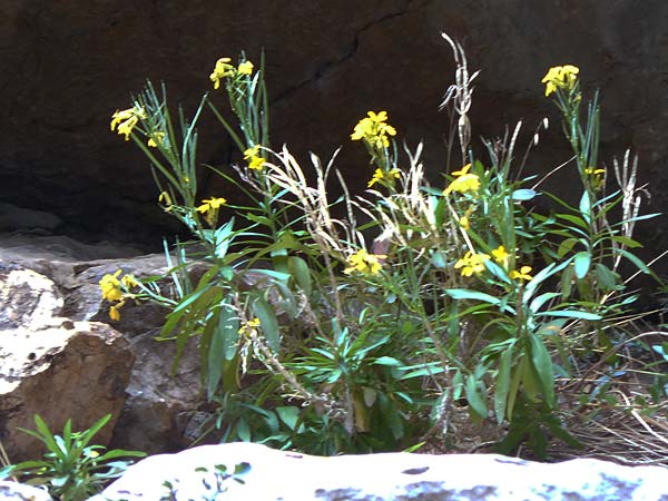 Erysimum rhodium \ Rhodischer Sch�terich / Rhodian Treacle Mustard, Rhodos/Rhodes Attaviros 24.3.2023