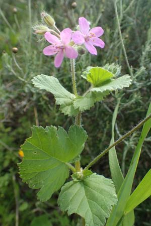 Erodium malacoides \ Malvenbl&auml;ttriger Reiherschnabel / Soft Stork's-Bill, Rhodos/Rhodes Gennadi 1.4.2019